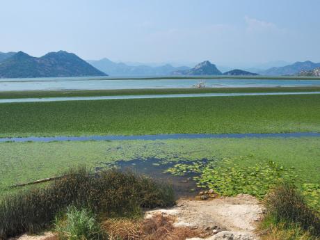 Skadarské jezero je rájem vodního ptactva