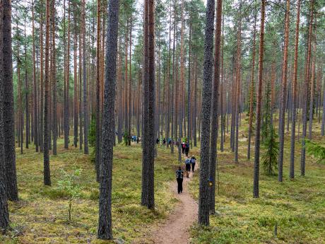 Hluboké lesy NP Leivonmäki ukrývají 28 kilometrů značených turistických tras
