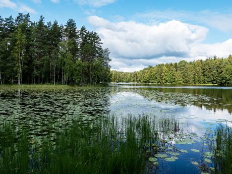 Jezera v NP Nuuksio obklopují jehličnaté a březové lesy
