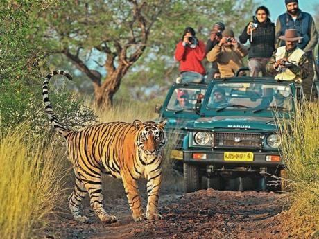 Na safari v národním parku Ranthambore lze potkat  tygra indického (bengálského)