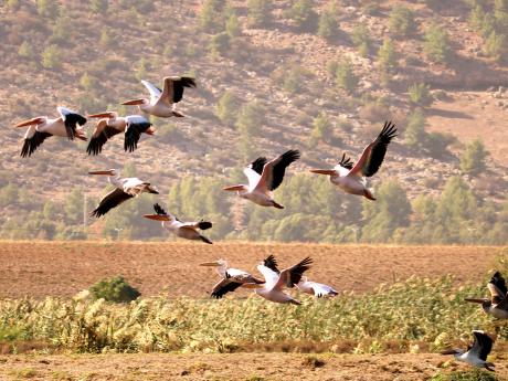 Rezervace Hula je významným stanovištěm pro migrující ptáky