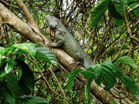 Národní park Carara je mimo jiné domovem leguána zeleného