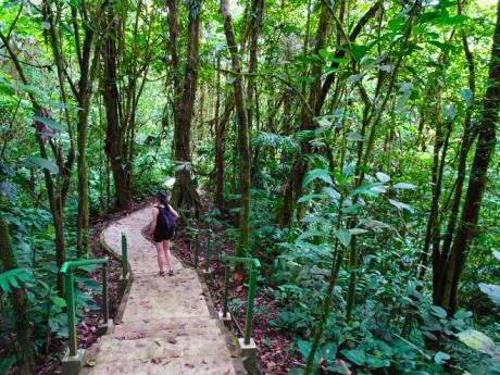 Procházka tropickým pralesem v NP Carara