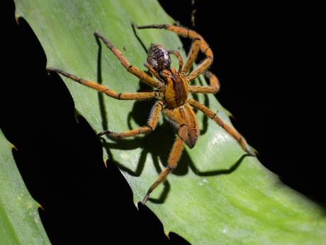 Kostarika a její národní parky jsou domovem nejrůznějšího hmyzu a pavouků