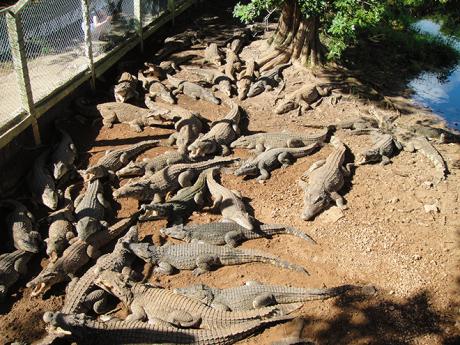 Návštěva krokodýlí farmy na poloostrově Zapata