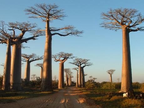 Baobaby slouží místním jako zdroj vody v období sucha