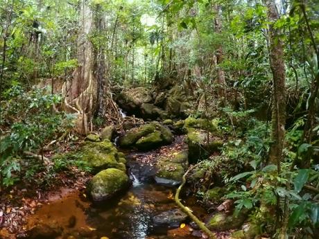 V okolí Andasibe se rozprostírá deštný les plný porozuhodné fauny a flory
