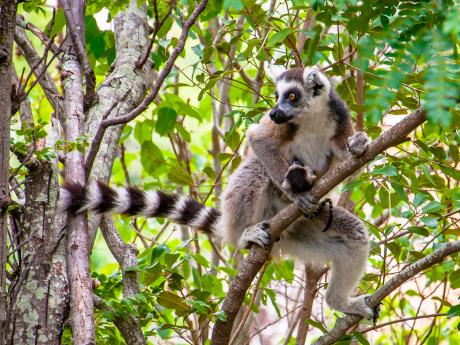 Lemur kata je typickým obyvatelem rezervace Anja 
