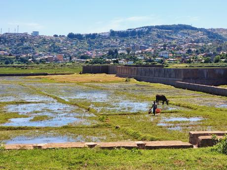 Rýžová pole v okrajových částech města Antananarivo