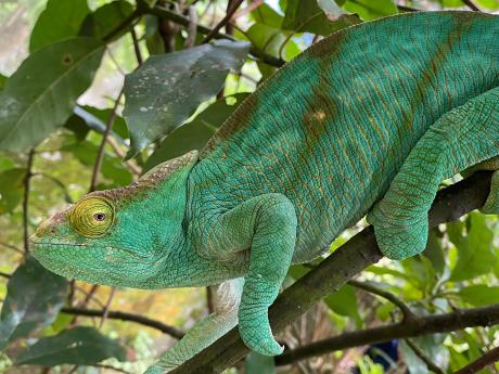Chameleon Parsonův se vyskytuje pouze na severu a východě Madagaskaru