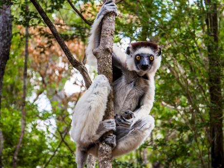 Národní park Zombitse-Vohibasia je rájem lemurů