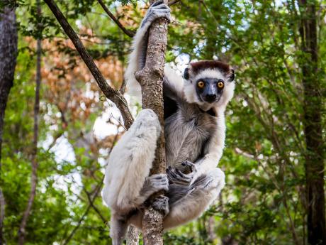 Národní park Zombitse-Vohibasia je rájem lemurů
