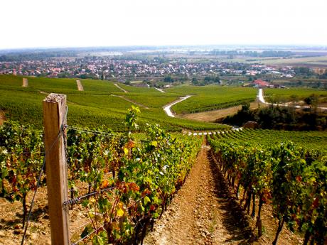 Oblast Tokaj, ideální místo pro pěstování vína