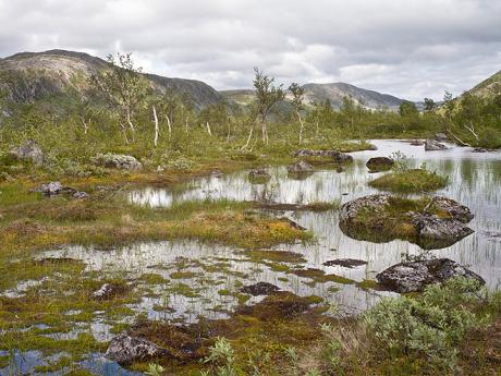Národní park Ånderdalen pokrývají převážně mokřady a březové lesy