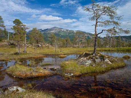 Mokřady a severské pralesy národního parku Ånderdalen