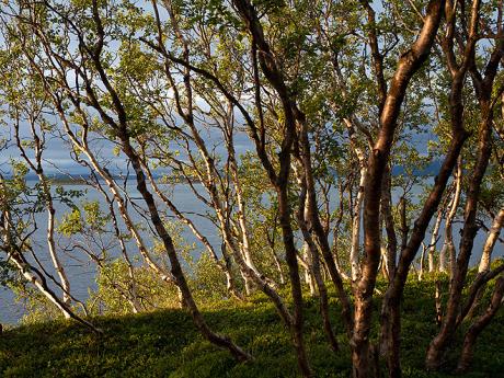 Finnmarksvidda, to je především lesotundra s řídkými březovými lesy
