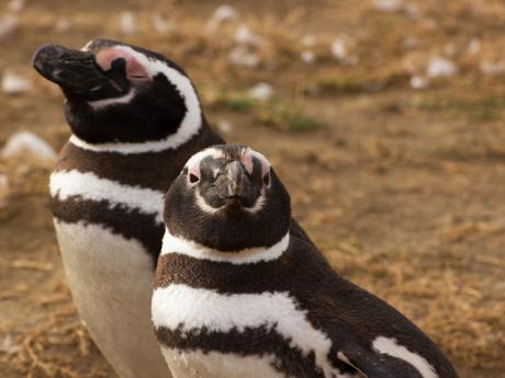 Lodní výlet na ostrov do kolonie tučňáků Magellanských