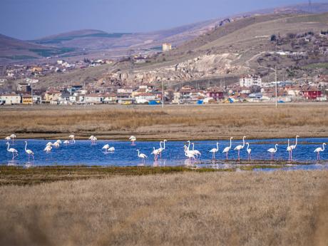 Ptačí rezervace Laguna Nimez na okraji El Calafate