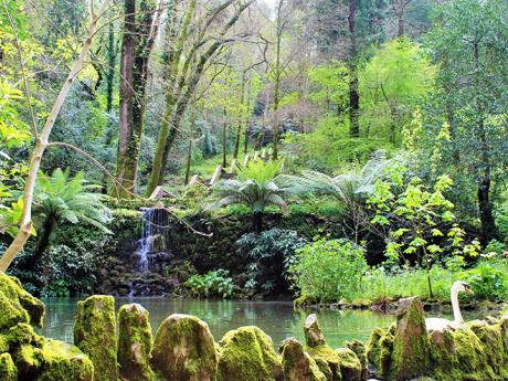 V parku Buçaco jsou vysazeny stovky druhů rostlin