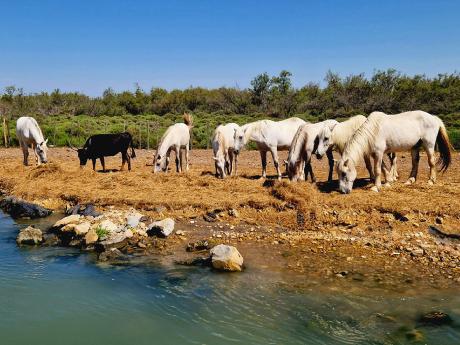 Koně a býci žijící v přírodní rezervaci Camargue