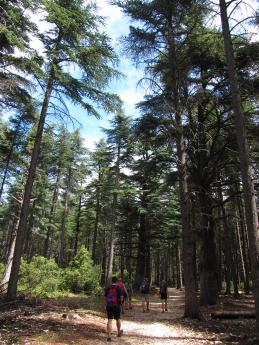 Procházka cedrovými lesy v přírodním parku Luberon