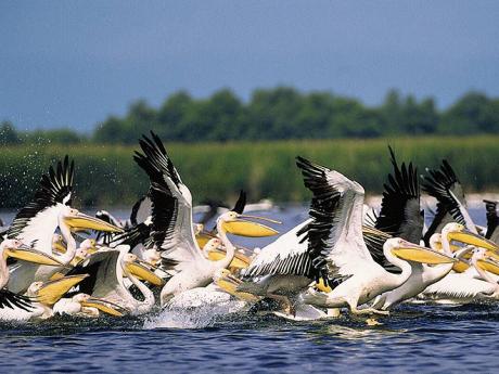 Dunajská delta slouží jako shromaždiště ptáků při jejich cestě na zimoviště