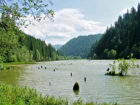 Jezero Lacu Roşu s trčícími kmeny