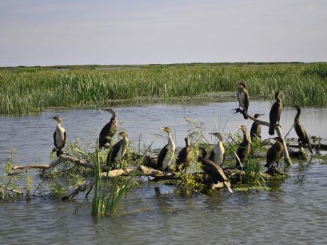V okolí Sfântu Gheorghe hnízdí různé druhy vodního ptactva