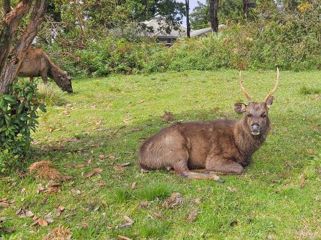 Na túře v NP Horton Plains můžete narazit třeba na sambara indického