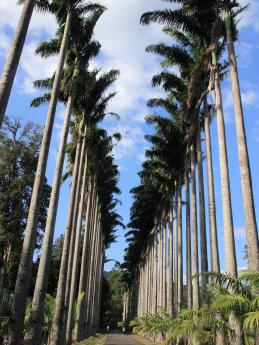 Stromořadí královských palem v zahradě Peradeniya