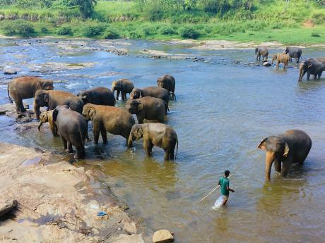 Koupání slonů v řece hned vedle sloního útulku Pinnawala