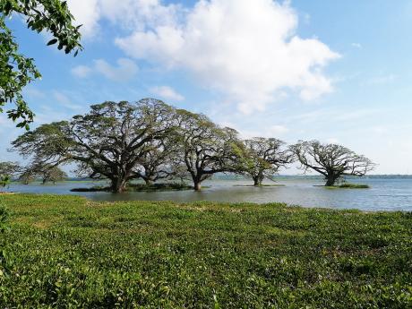 V okolí jezera Tissa Wewa rostou mohutné staleté stromy