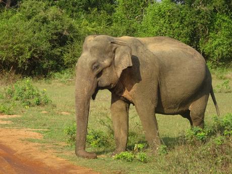 Národní park Yala vděčí za svou popularitu mimo jiné stádům slonů