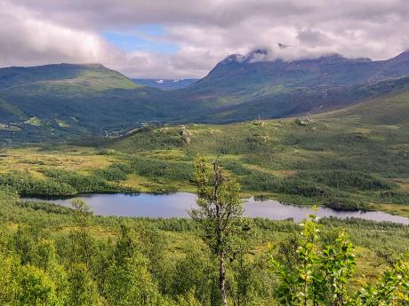 Národní park Abisko tvoří především březové pralesy a lesní mokřady