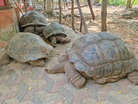 Želvy obrovské se dožívají až 200 let a mohou vážit i 200 kg
