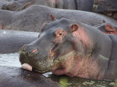 Na řece Katuma můžete pozorovat třeba hrochy