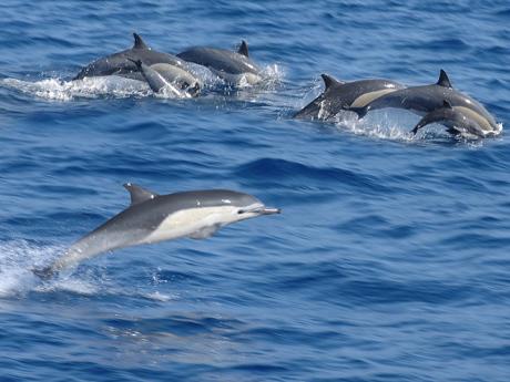 Delfíni u Kizimkazi