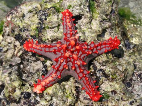 Během šnorchlování na korálovém útesu u Bawe můžete spatřit třeba hvězdici