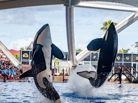 Součástí vstupu do Loro Parque je také vystoupení kosatek