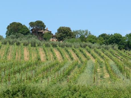 Via Francigenu lemuje množství vinic i olivových hájů