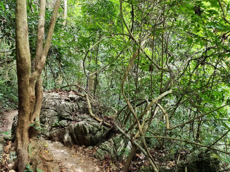 Túra džunglí napříč národním parkem Cat Ba