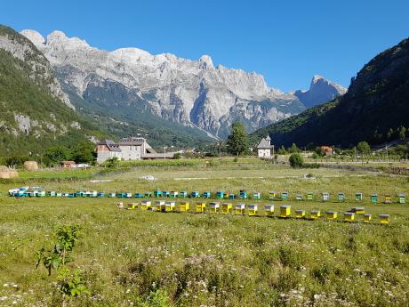 V horské vesničce Theth je stále významné tradiční včelařství