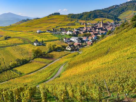Rozsáhlé vinice táhnoucí se podél 180&nbsp;km dlouhé alsaské vinné stezky