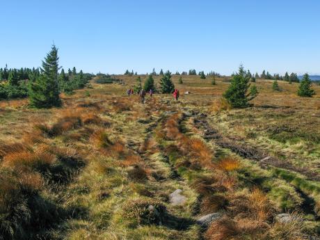Trocha rašeliniště na túře kolem jezer Lac&nbsp;Blanc a&nbsp;Lac Noir 