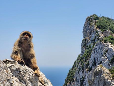 Na Gibraltaru žije jediná opičí kolonie v Evropě
