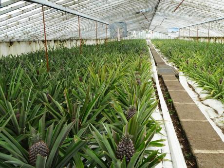 Na azorských plantážích pěstují vynikající ananasy