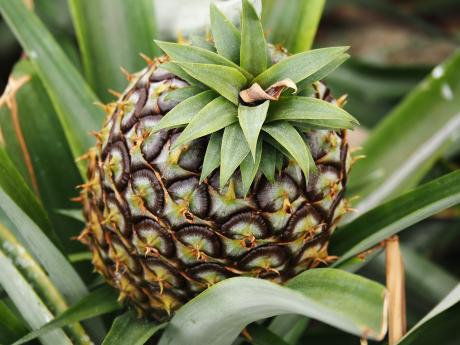 Ananas z farmy na ostrově São Miguel je vyhlášenou ostrovní specialitou