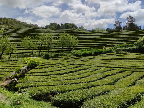 Čajové plantáže tvoří úhledné řádky stále zelených čajovníkových keřů