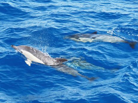 Delfíni pronásledující naši bárku během lodního výletu