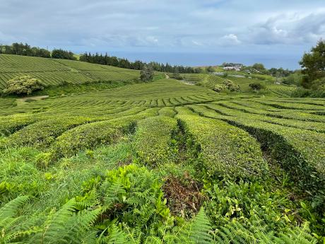 Čajové plantáže na Azorských ostrovech jsou na evropském kontinentu raritou